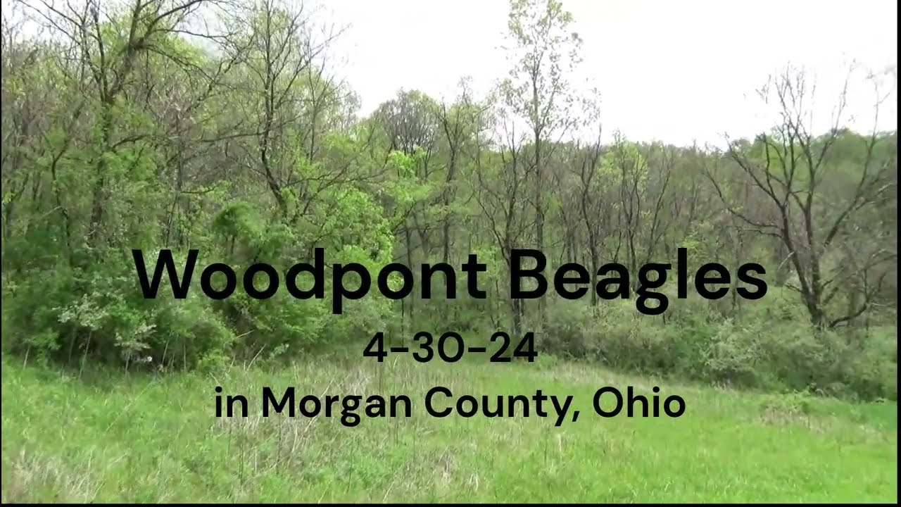 Woodpont Beagles Hunting  4-30-24