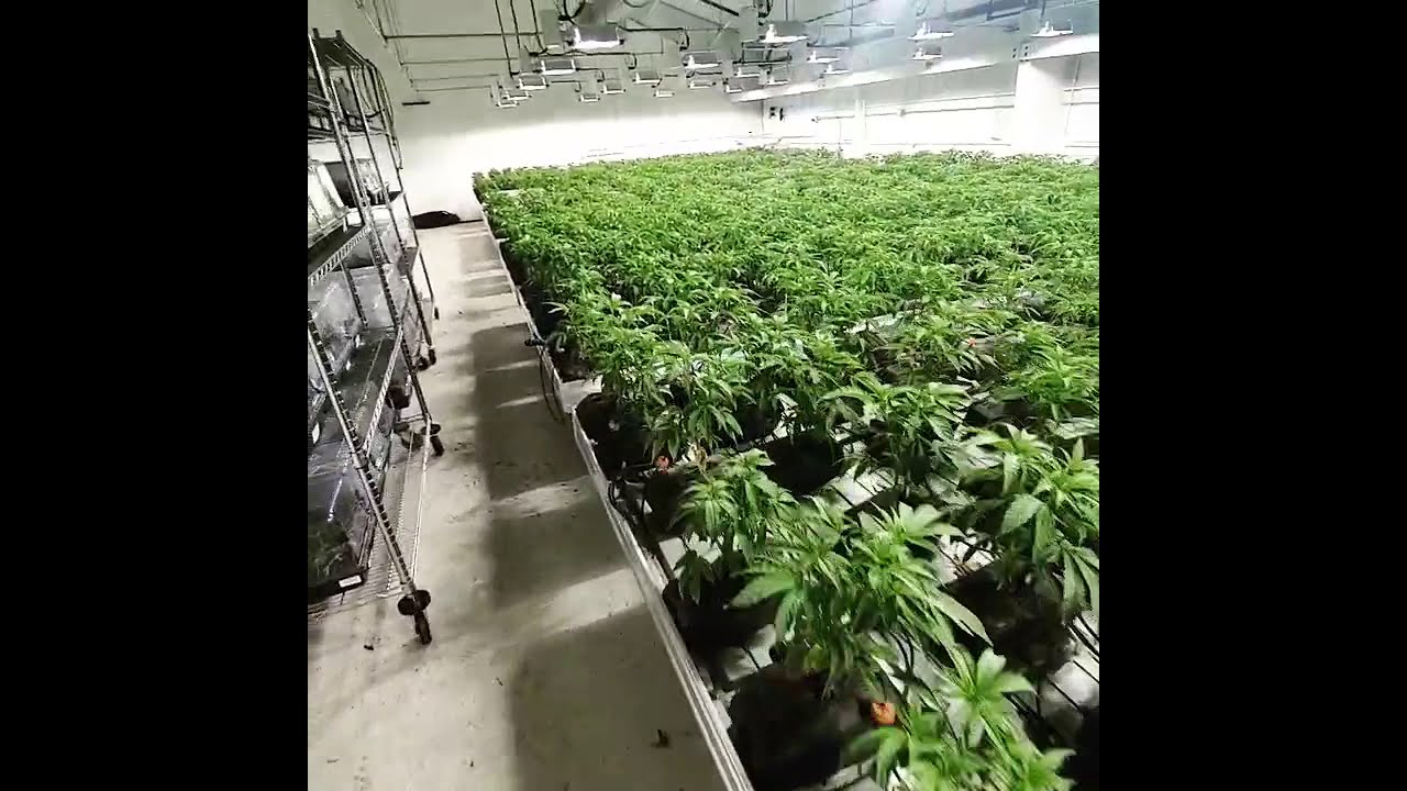 indoor grow operation