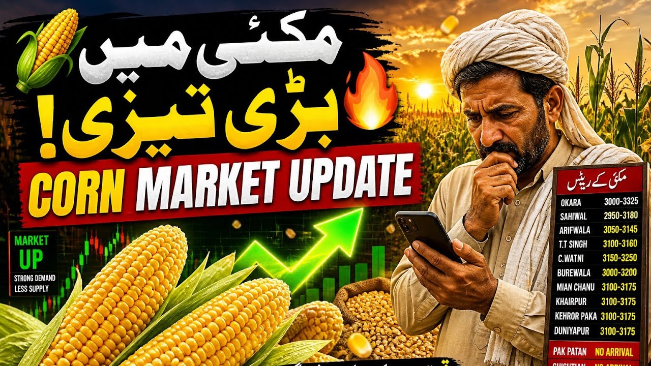 Punjab Corn Market Update Today 🌽 | Makai Latest Rates 2026 | Mandi Bhav Pakistan