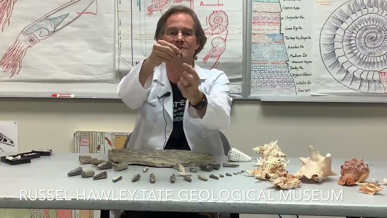 Tate Talk- Belemnites