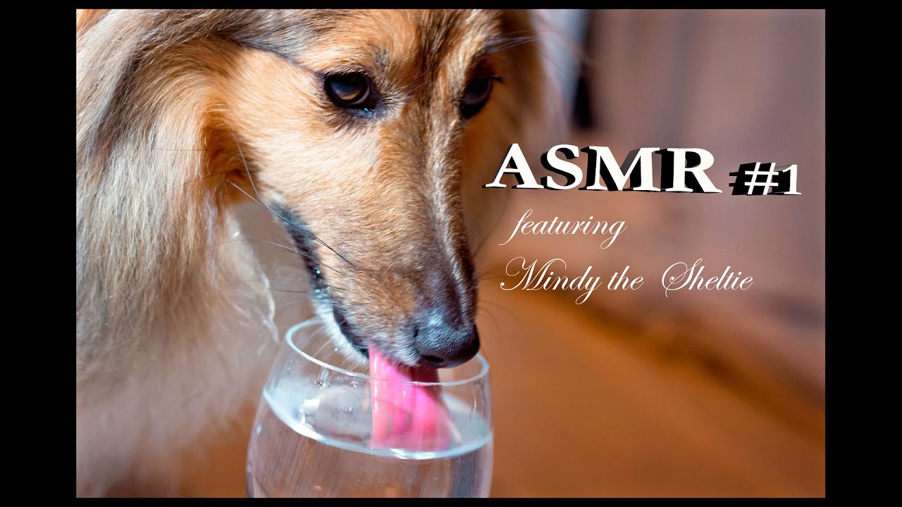 ASMR #1 Dog Drinking  Water Close Up - Mindy the Sheltie (Shetland Sheepdog)