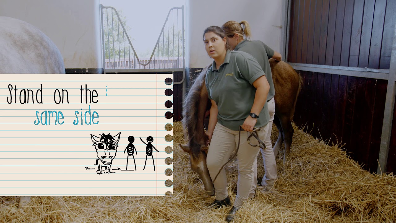 How To Put a Headcollar on a Foal #HorseHowTo