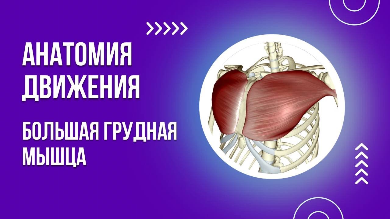 Большая грудная мышца