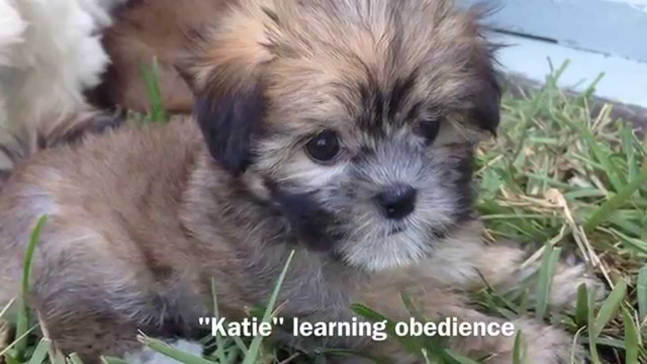Michelines Pups Training 