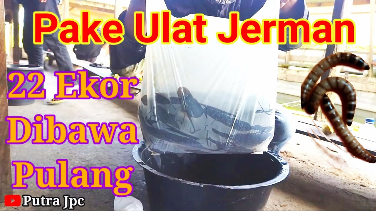 Wajib Coba!! Ulet Jerman Umpan Lele Harian