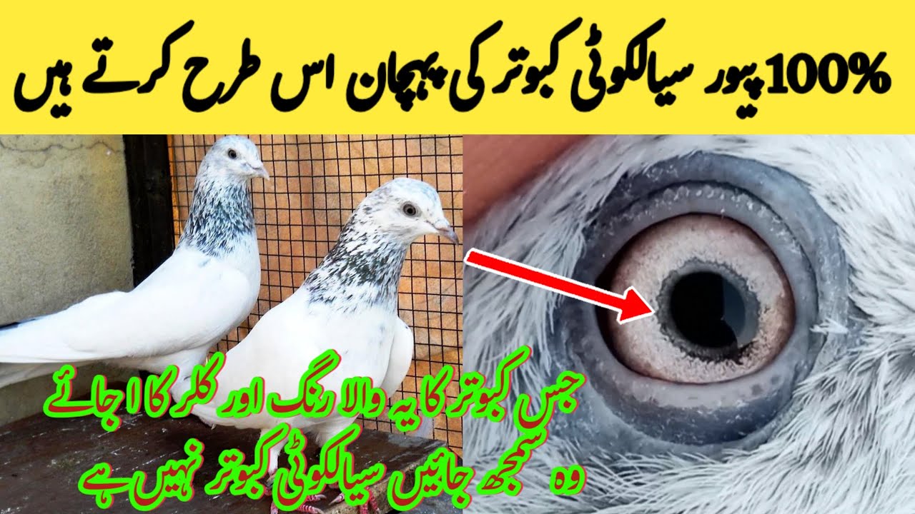 Pure Sialkoti Kabutar Ki Pehchan Karny Ka Tarika | Pigeon Day1