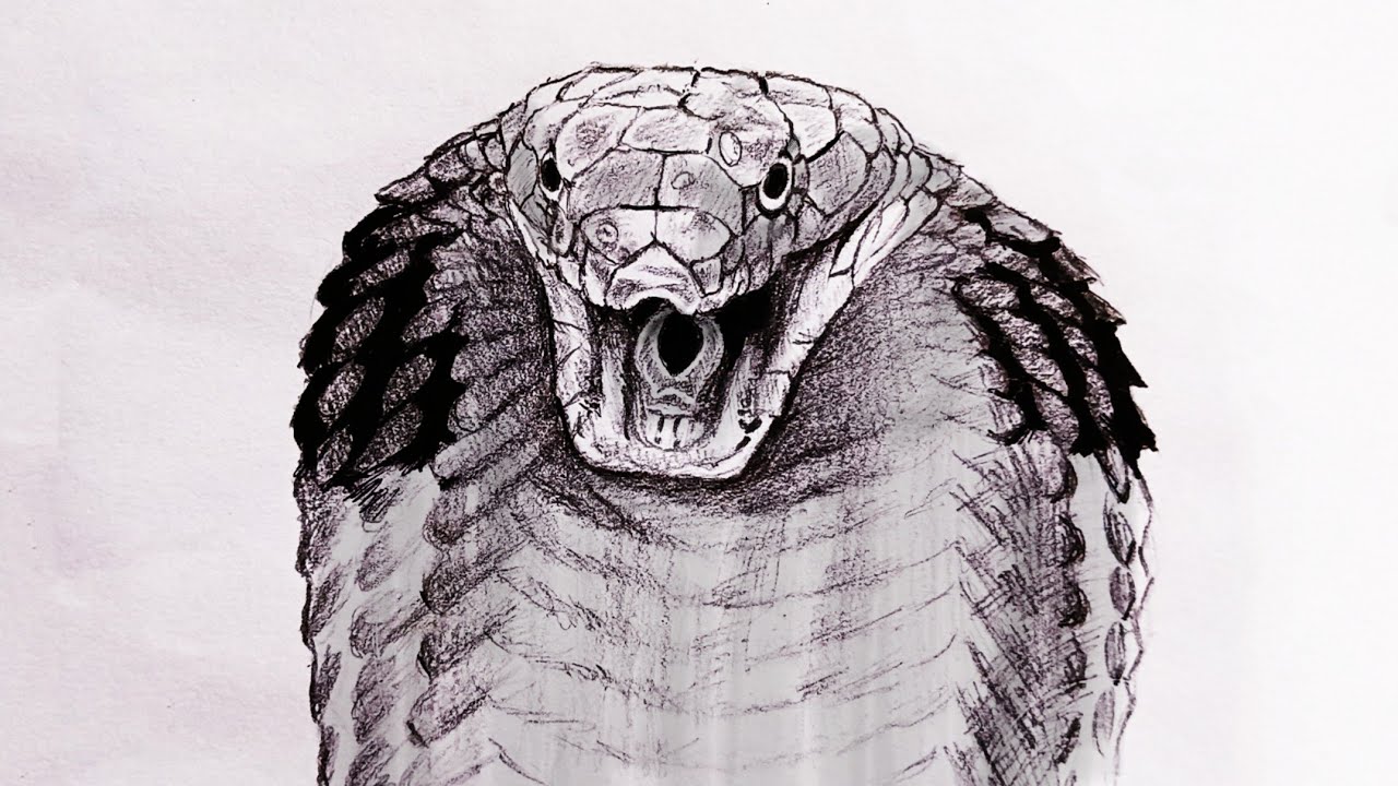 How To Draw A Cobra | Sketch Tutorial