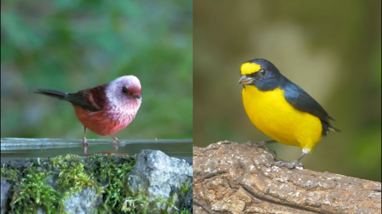 Birds of Guatemala