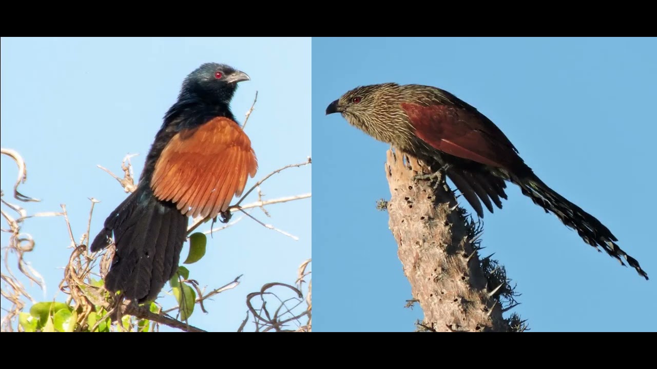 Malagasy coucal  ||  Madagascar coucal || cuckoo chapter - 35 || The Rup animal