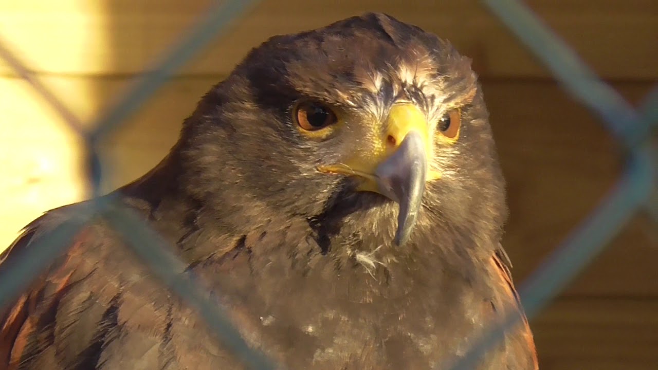 Harris's hawk (Parabuteo unicinctus) in Avon Valley