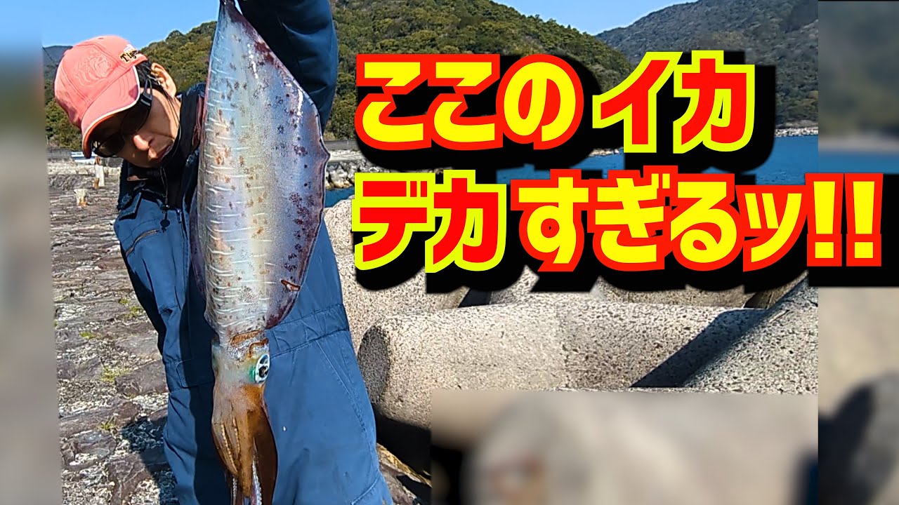 モンスターアオリイカ爆釣ポイントでアジを泳がせてみたらヤバかった