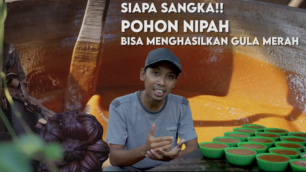 Siapa Sangka!! Pohon Nipah Bisa menghasilkan Gula Merah, GULA NIPAH ASLI PANGANDARAN