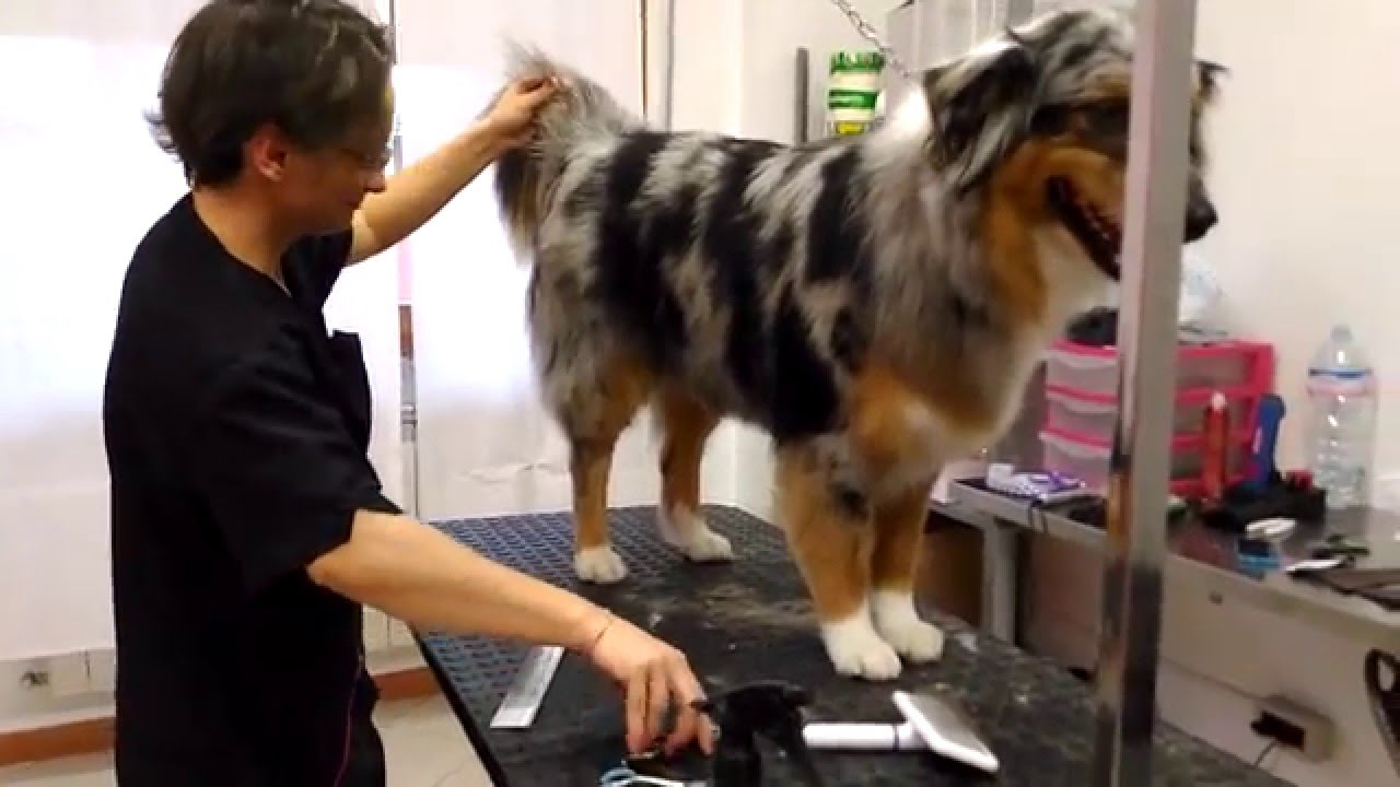 Australian Shepherd