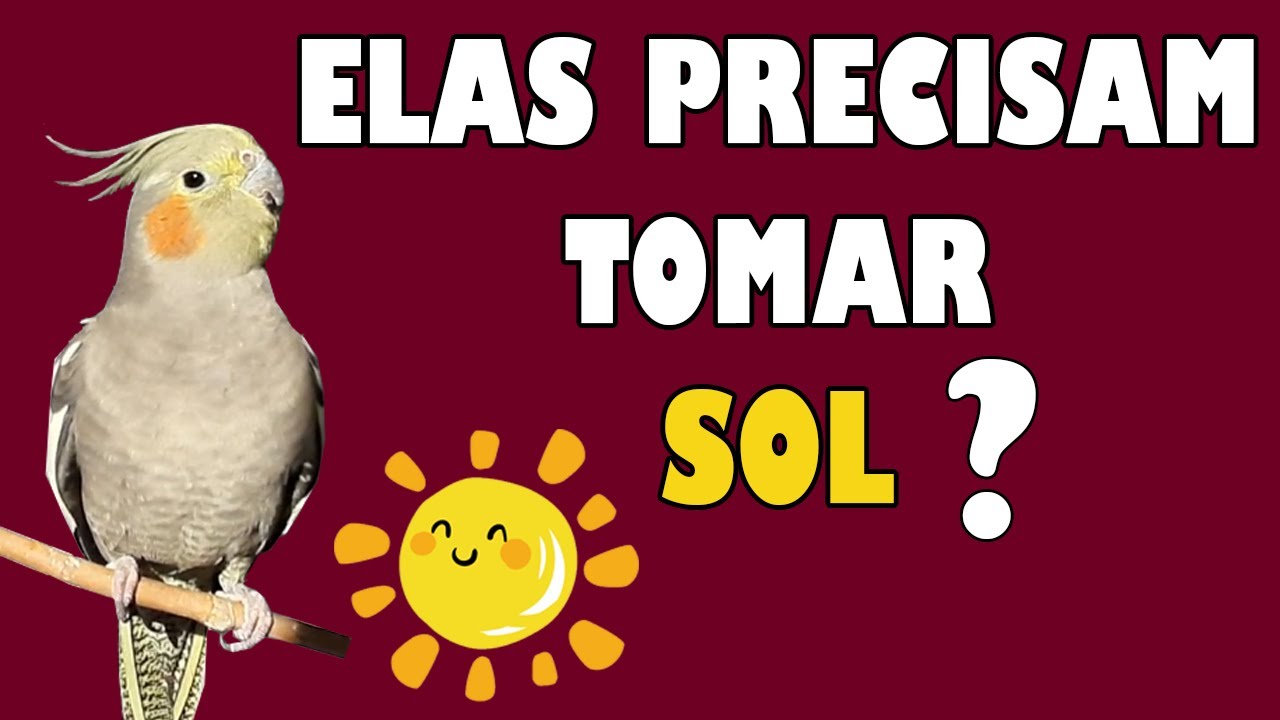 16 - CALOPSITA PRECISA TOMAR BANHO DE SOL?