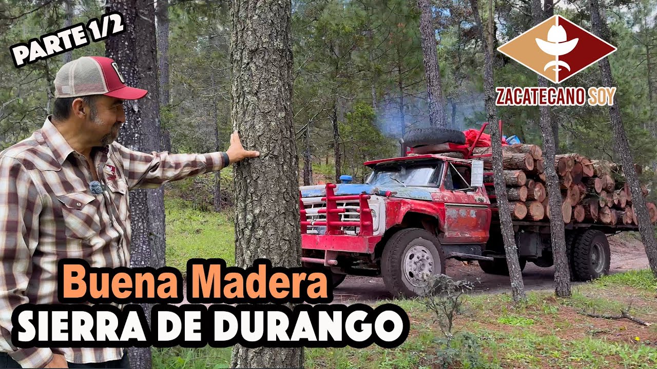 SE CORTAN Y SE SIEMBRAN miles de pinos en la sierra