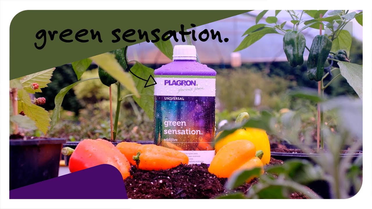 How to use Plagron Green Sensation