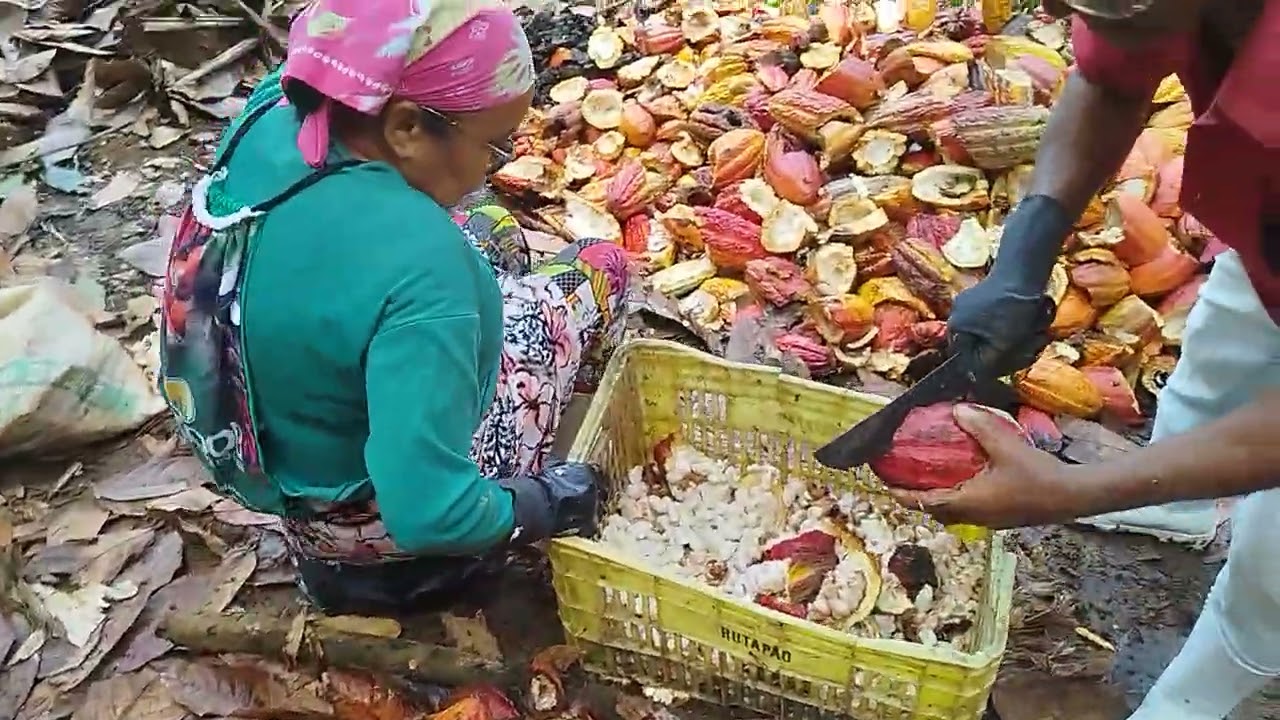 Quebra de cacau 