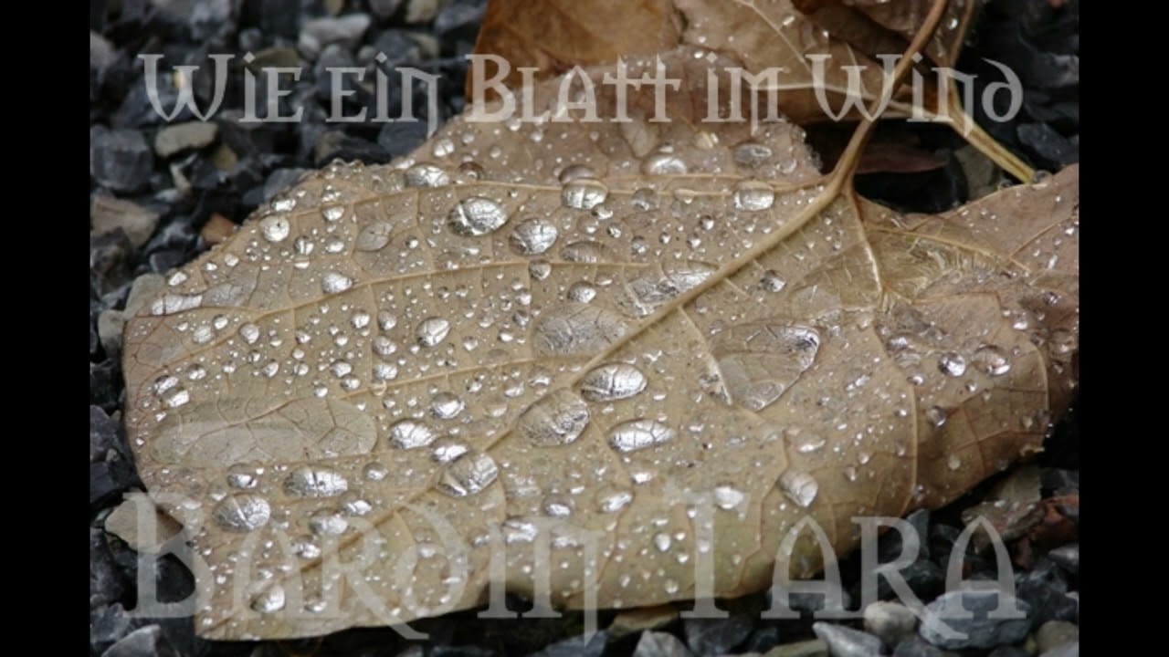 Bardin Tara - Wie ein Blatt im Wind