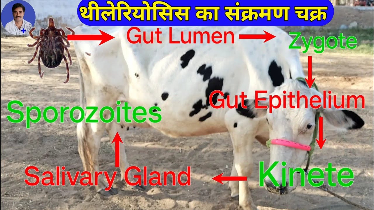 Bovine Theilariosis | Tropical Theilariosis | East coast fever in cattle