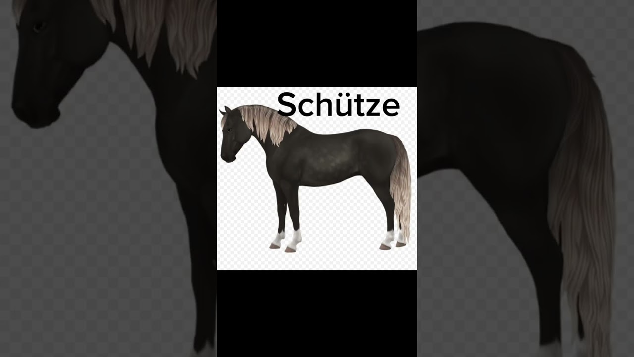 Dein Sternzeichen dein SSO Pferd ♈🐎