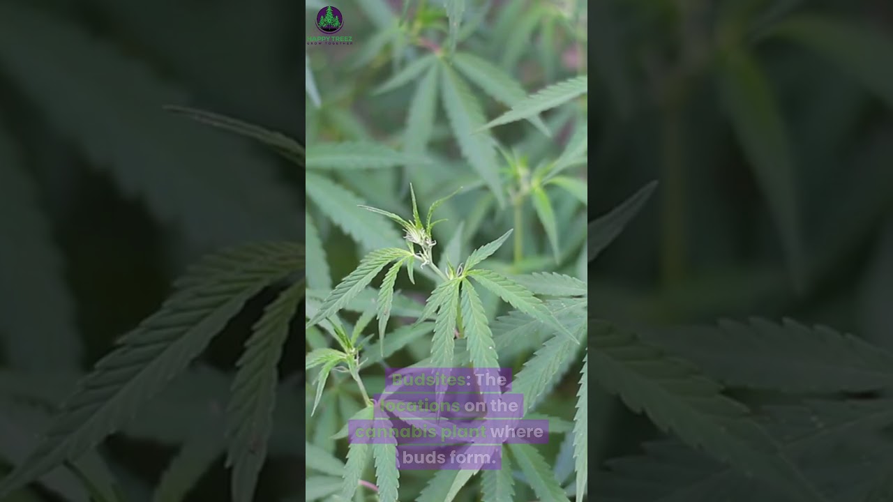 Optimizing Bud sites: Maximizing Your Cannabis Harvest