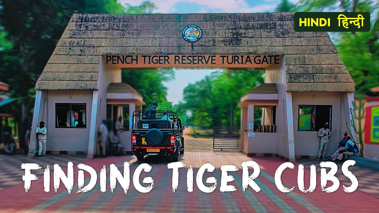 Searching for Tigers in Pench Buffer Zone  - 4K Video
