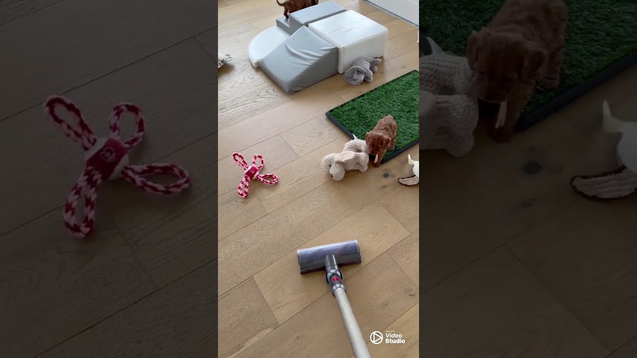 Golden Valley Cavapoo Puppies at 6 Weeks