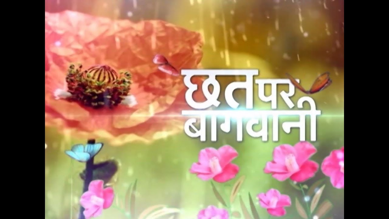छत्त पर बाग़वानी - बोन्साई स्पेशल - Ep 4