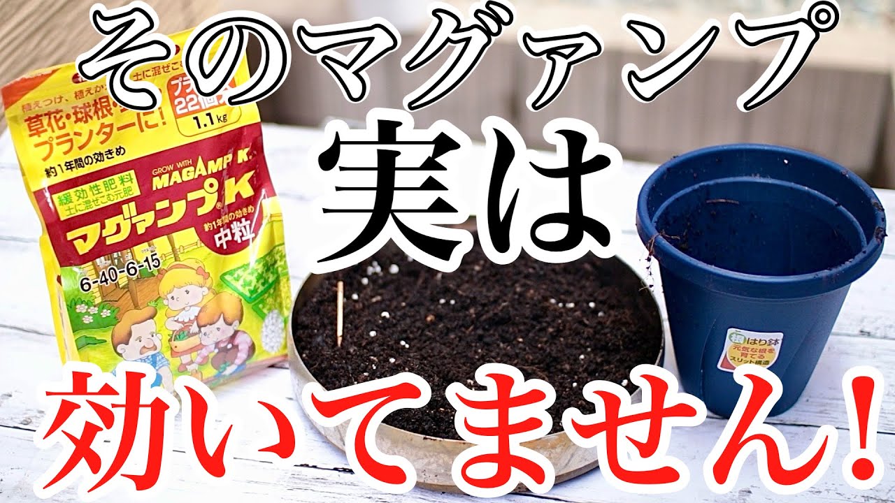 【大丈夫？】大人気肥料 マグァンプはこう使わないと効きません【元肥・追肥】