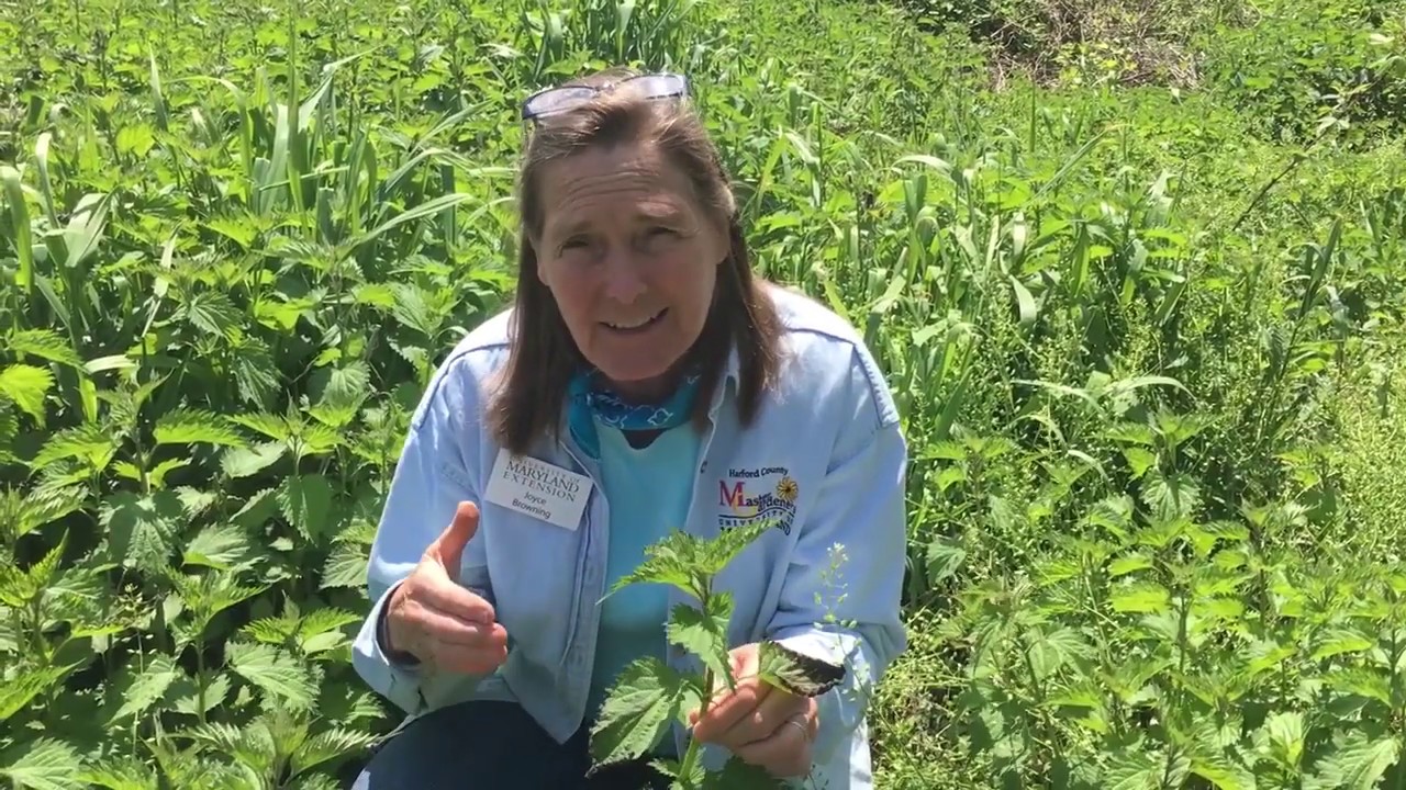 Stinging Nettle: how much can a plant possibly hurt?