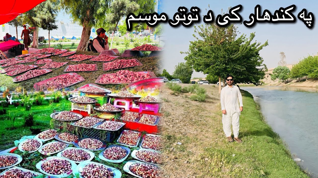 Mulberries Season started In Kandahar Afghanistan - په کندهار کی دتوتو موسم شروع سو 😍