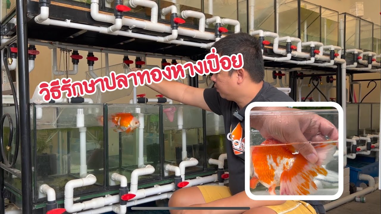 วิธีรักษาปลาทองหางเปื่อย