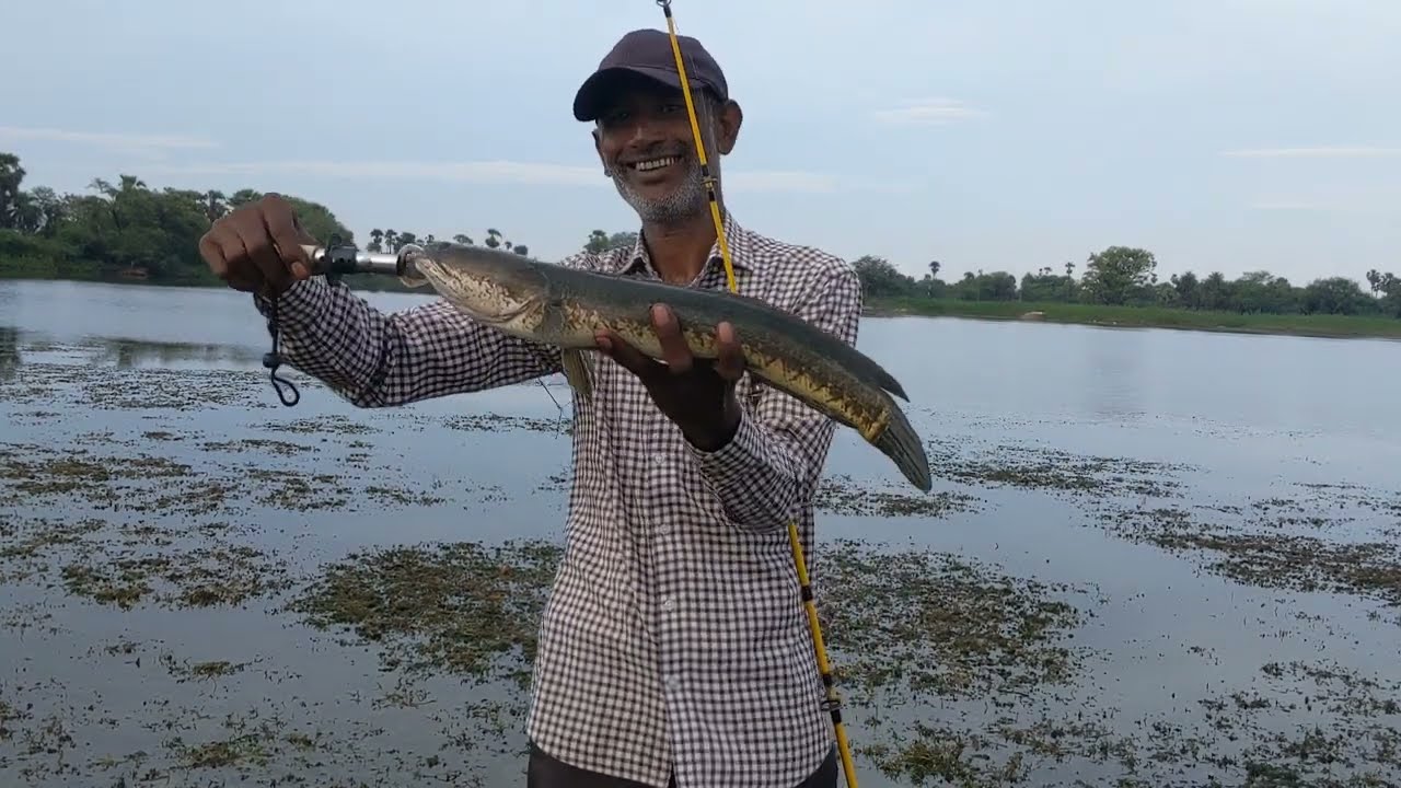 Kya aap maral machli ka shikar karte||snakehaed fishing||mural fish hanting||
