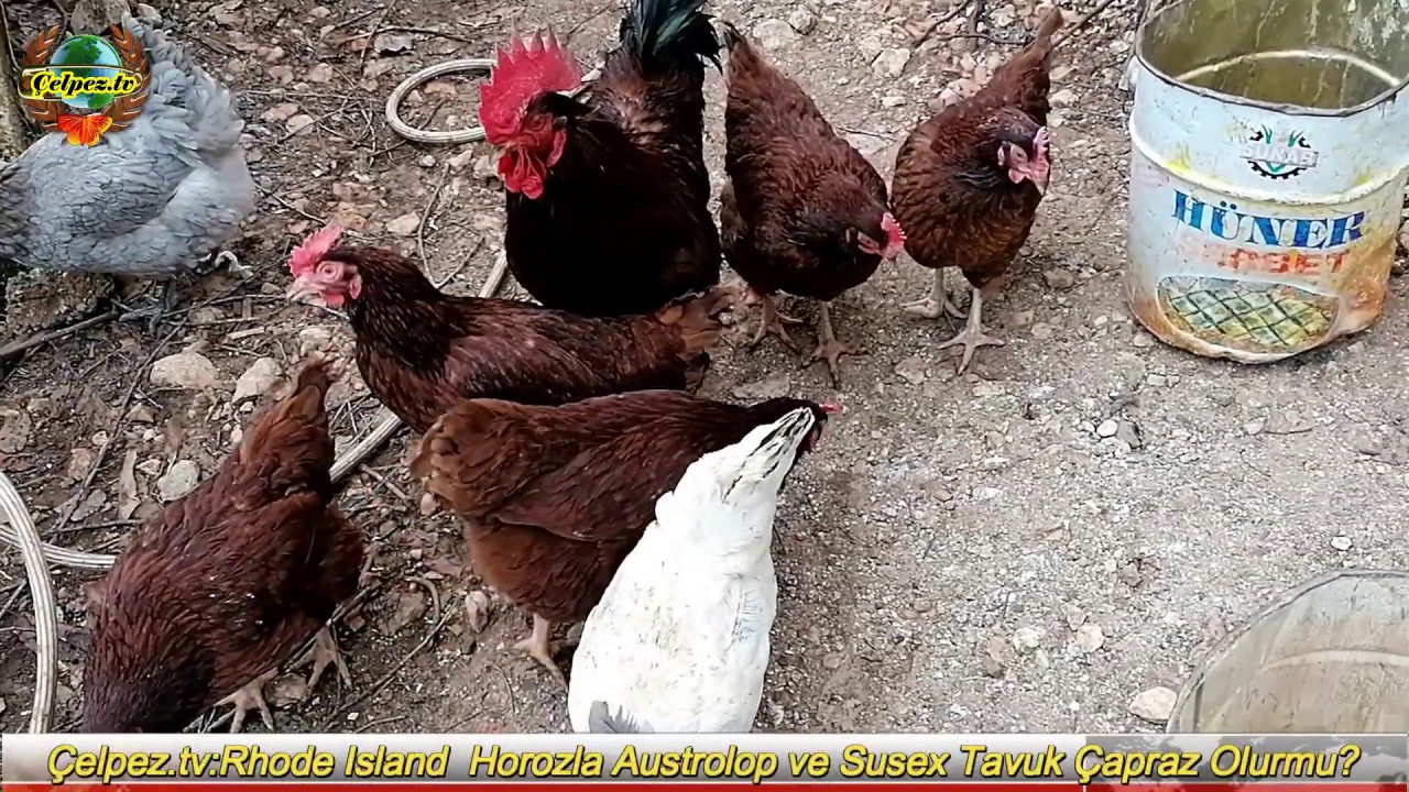Çelpez.tv:Rhode Island  Horozla Austrolop ve Susex Tavuk Çaprazlasak  Olurmu?