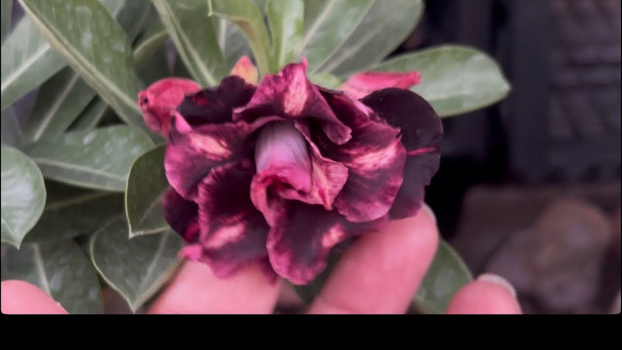 As cores mais lindas que vc já viu está aqui no Garden Valota’s 