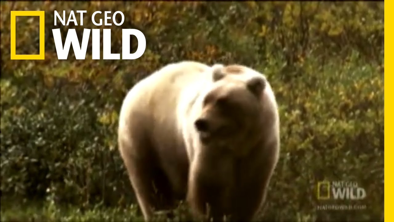 Suburban Moose Massacre | Nat Geo Wild