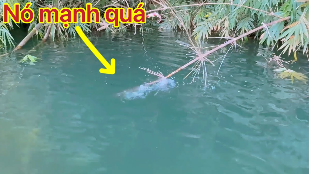 C&aacute; K&eacute;o Gục Ngọn Tre Lu&ocirc;n Rồi / C&acirc;u C&aacute; Cắm Trại Trong Rừng 