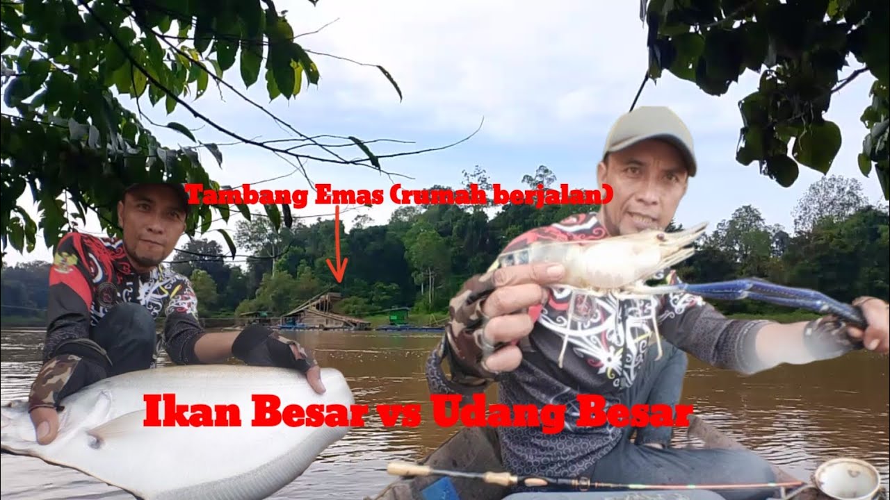 Reel Sampai Berdering‼️Mancing Udang Galak Tempat Yang Banyak Penambang Emas