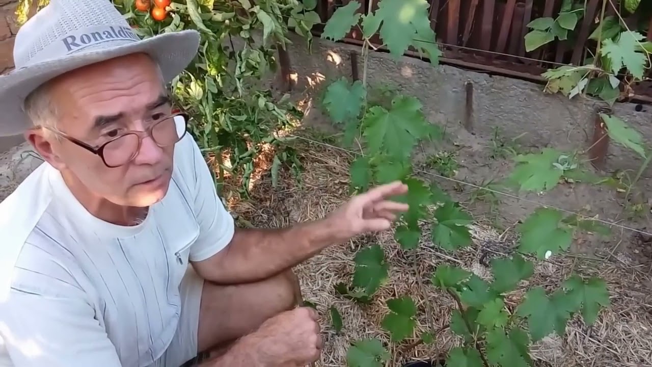 Способы усиления вызревания лозы на молодых, только посаженных кустах винограда  Первый год жизни