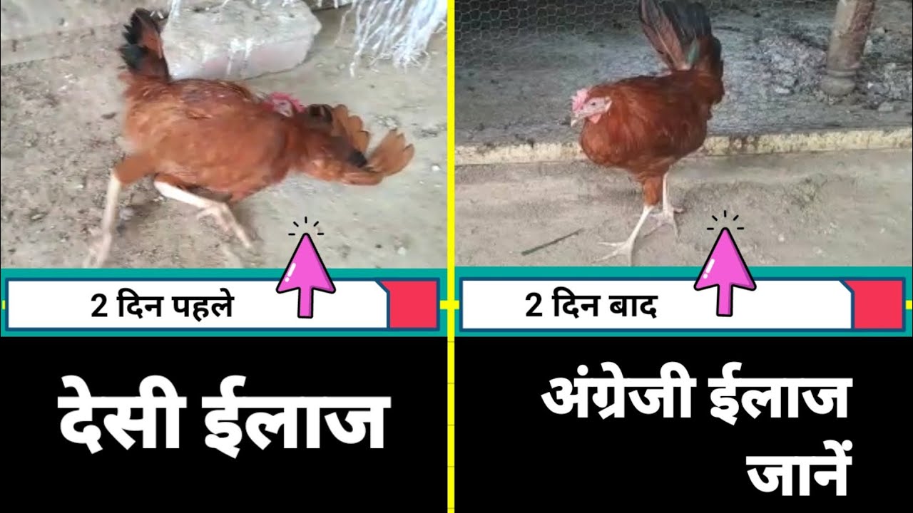 मुर्गी की गर्दन का देसी ईलाज।।murgi ki gardan tedi hona।।murgi ki gardan ki bimari।।mahsoos Qureshi।