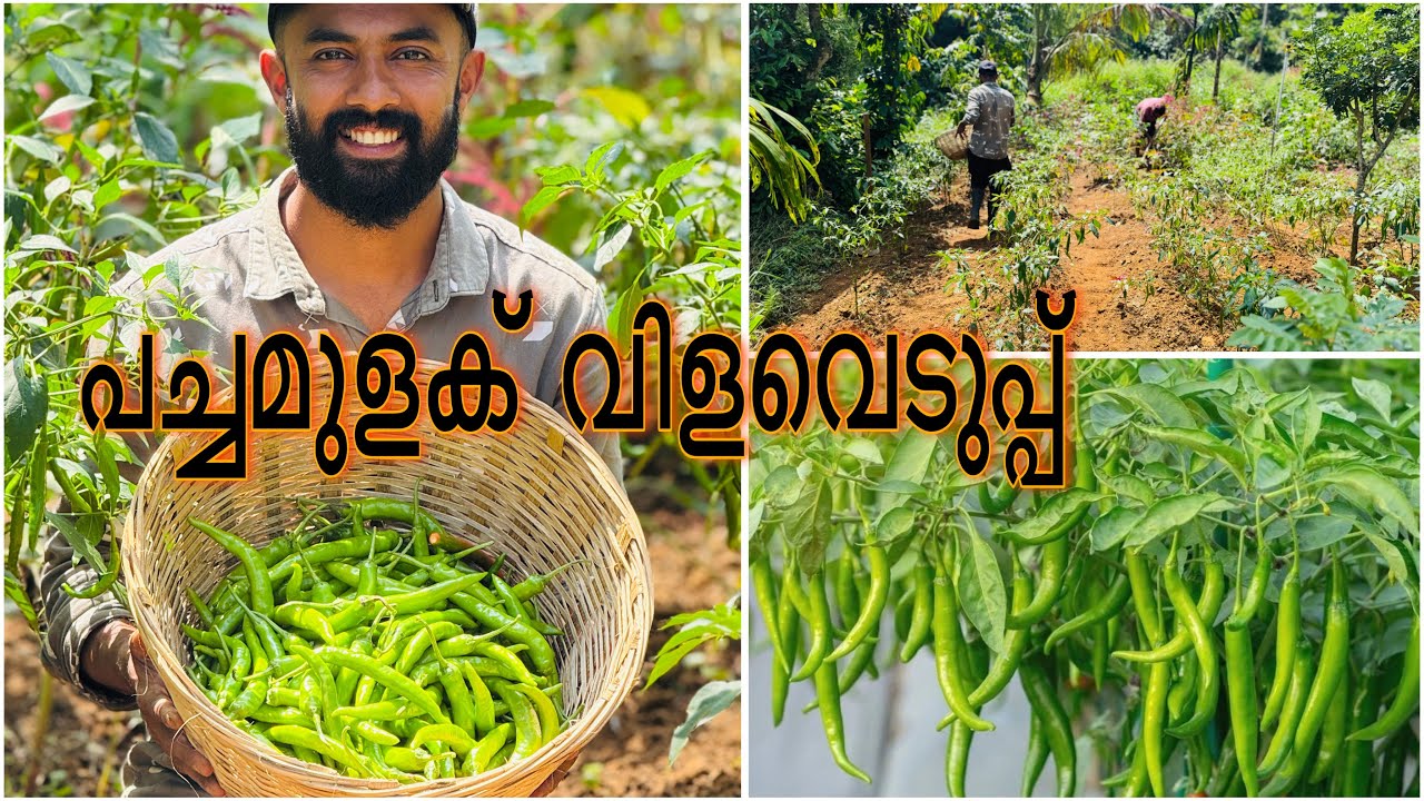മാർക്കറ്റിൽ നല്ല വിലയുള്ളപ്പോൾ തന്നെ ആവശ്യത്തിന് മുളകുണ്ടായി കിട്ടി 😊👍
