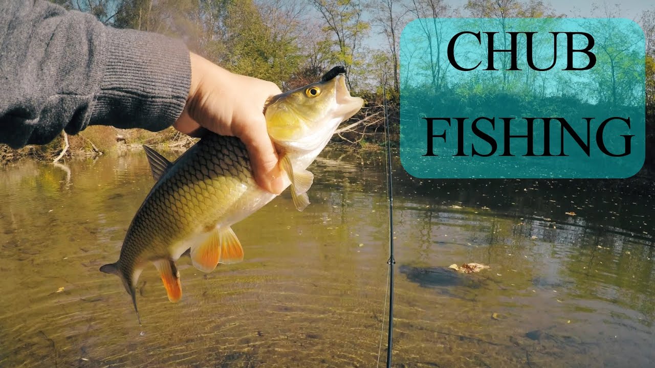 Autumn chub fishing (East Serbia)