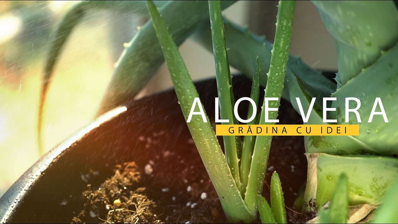 Aloe Vera - trucuri pentru întreținerea plantei