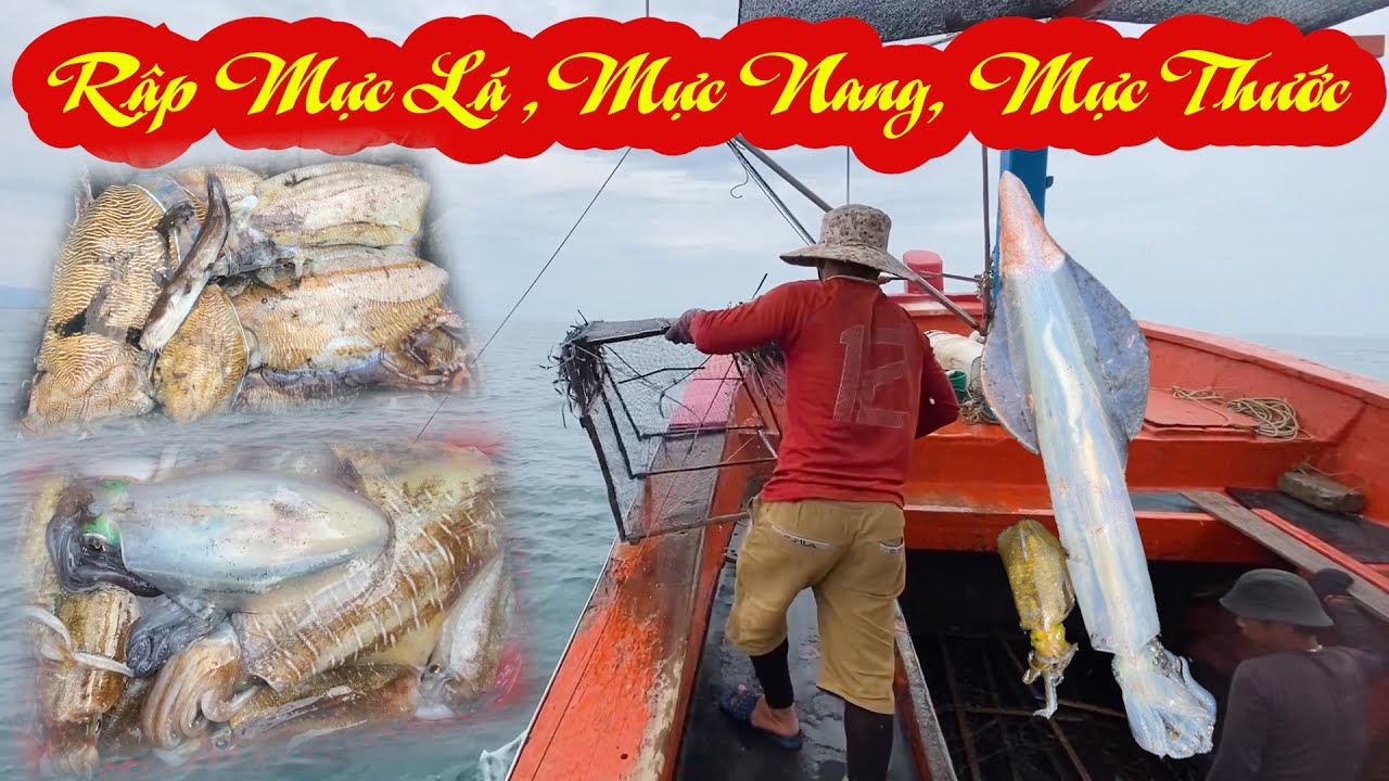 Nghề rập mực lá đánh bắt mực nang mực thước mực lá thuyền anh hợi thôn hiền trung - Dân Biển