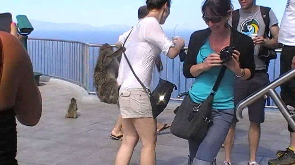 Gibraltar - Les singes attaquent !