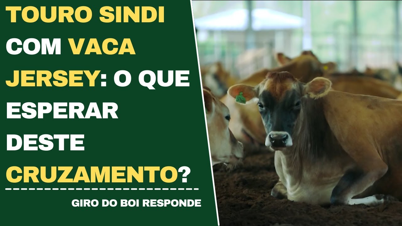 TOURO SINDI COM VACA JERSEY: O QUE ESPERAR DESTE CRUZAMENTO?