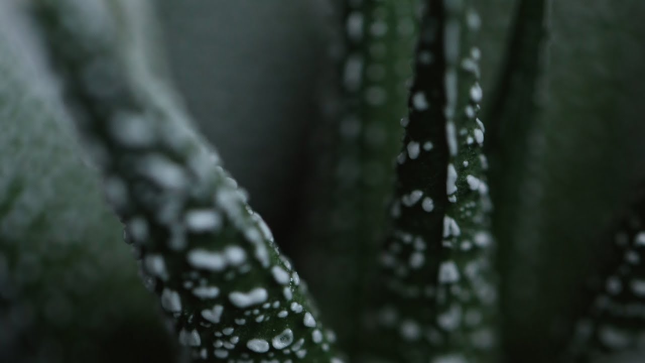 Main Leaf - Another Perspective