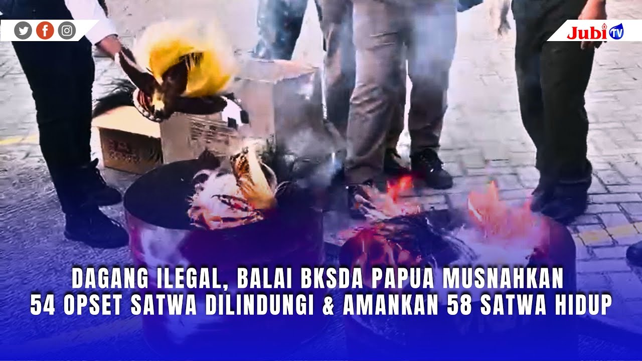 DAGANG ILEGAL, BALAI BKSDA PAPUA MUSNAHKAN 54 OPSET SATWA DILINDUNGI DAN AMANKAN 58 SATWA HIDUP
