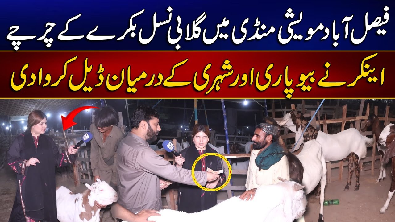 Anchor Ne Beopari Aur Shehri Kay Darmiyan Deal Krwadi | Cattle Market In Faisalabad | MYK News Tv