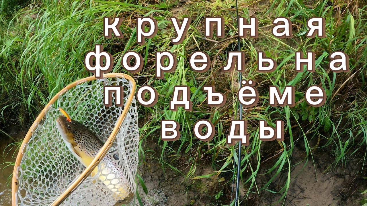 крупная форель на подъёме воды